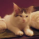 Kocurek Maine Coon