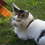 Kocurek Maine Coon