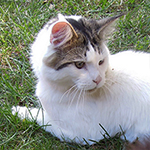 Kocurek Maine Coon