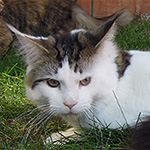 Kocurek Maine Coon