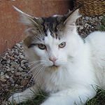Kocurek Maine Coon
