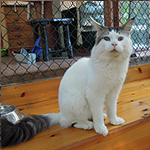 Kocurek Maine Coon