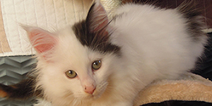 Kocurek Maine Coon
