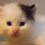 Kocurek Maine Coon