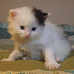 Kocurek Maine Coon