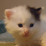 Kocurek Maine Coon