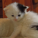 Kocurek Maine Coon