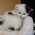 Kocurek Maine Coon