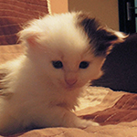 Kocurek Maine Coon