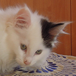 Kocurek Maine Coon