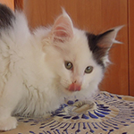Kocurek Maine Coon