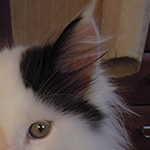 Kocurek Maine Coon
