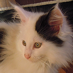 Kocurek Maine Coon