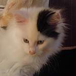 Kocurek Maine Coon