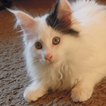 Kocurek Maine Coon