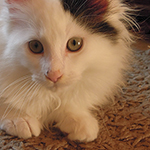 Kocurek Maine Coon