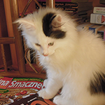 Kocurek Maine Coon