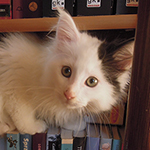 Kocurek Maine Coon