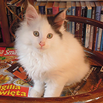 Kocurek Maine Coon