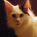 Kocurek Maine Coon