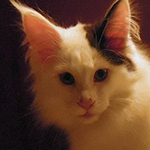 Kocurek Maine Coon