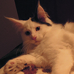 Kocurek Maine Coon