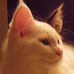 Kocurek Maine Coon