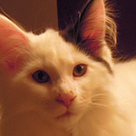 Kocurek Maine Coon