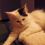Kocurek Maine Coon