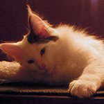 Kocurek Maine Coon
