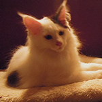Kocurek Maine Coon