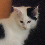 Kocurek Maine Coon