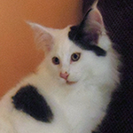 Kocurek Maine Coon