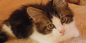 Kocurek Maine Coon