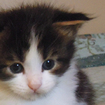 Kocurek Maine Coon