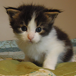 Kocurek Maine Coon