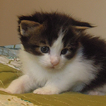Kocurek Maine Coon