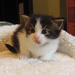 Kocurek Maine Coon