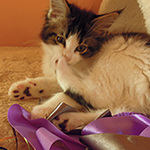 Kocurek Maine Coon