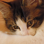Kocurek Maine Coon