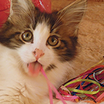 Kocurek Maine Coon