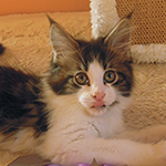 Kocurek Maine Coon