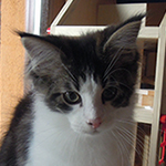 Kocurek Maine Coon