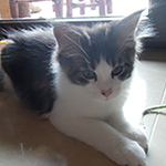 Kocurek Maine Coon