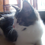 Kocurek Maine Coon