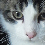 Kocurek Maine Coon
