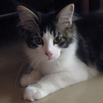 Kocurek Maine Coon