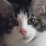 Kocurek Maine Coon