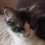 Kocurek Maine Coon