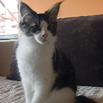 Kocurek Maine Coon